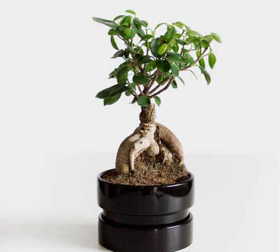 服务器攻击方式